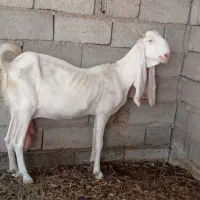 فروش بز گلابی آبستن