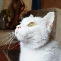 واگذاری گربه