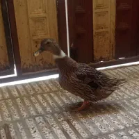 اردک ماده