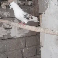 پرنده