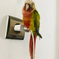 طوطی گرینچیک نر شیطون