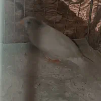 فنچ.پرنده