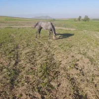 اسب|اسب و تجهیزات اسبسواری|قره پشتلو, |دیوار