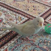 مرغ عشق گمشده