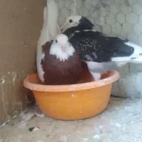 طوقی معاوضه با جوجه