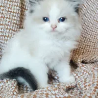 رگدال وارداتی