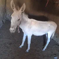 الاغ فروشی