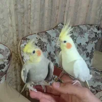 عروس هلندی دستی سخنگو