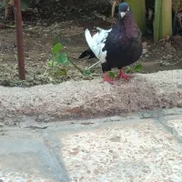 سینه سیاه ماده