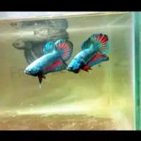 Betta Fish|ماهی|تبریز, |دیوار