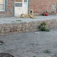 سک عراقی