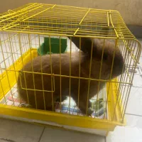 خرگوش با قفس