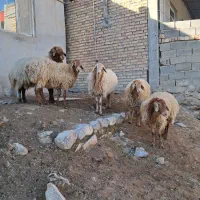 قوچ همو میش هترو