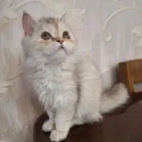 فندق|گربه|مشهد, الهیه|دیوار