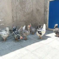 مرغ درجه یک گلین