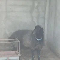 بره ماده چاق