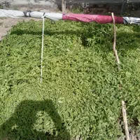 شهر مرند روستای گله بان