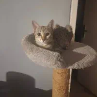 گربه دی اس اج با وسایل