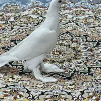 کبوتر پاپر