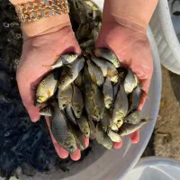 بچه ماهی گرمابی امور و...