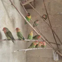طوطی برزیلی قیمت توافقی معاوضه با گرینچیک