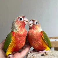 گرینچیک رام و دستی از جوجه تابالغ