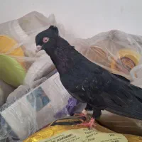 یک  عدد نر سیاه ابادا نی
