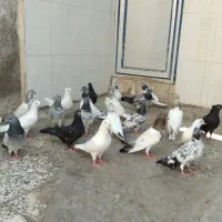 بلندرو