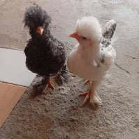 جوجه تهرانی