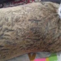 خیگ روغنی