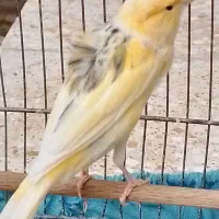 قناری وسهره