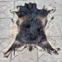 خرید و فروش پوست گوسفند و گاو