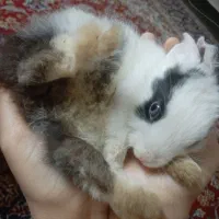 خرگوش|موش و خرگوش|اهواز, کمپلو جنوبی|دیوار