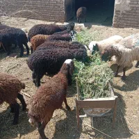60راس بره نر ماده