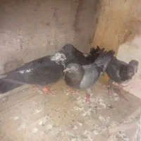 دامقه بزرگ اهواز