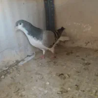 بدرنگ