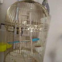 عروس هلندی ماده