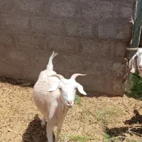 گوسفند