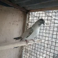 کفتر|پرنده|اراک, |دیوار