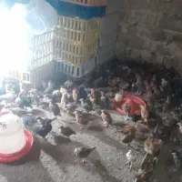 جوجه ۴۰ روزه گلپایگان