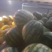 هندوانه دامی