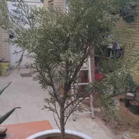درختچه