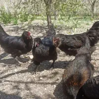 فروش مرغ تخمگذار لاری اردک و برهما