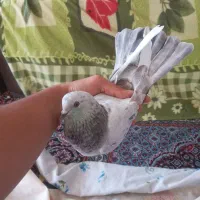 کفتر سرور پرشی ماده
