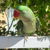 شاه طوطی ماده کامل بخوانید