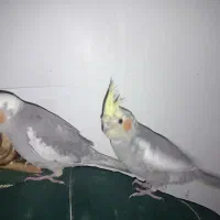 جوجه عروس هلندی