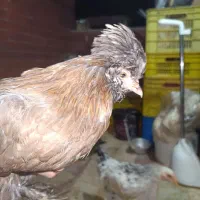 مرغ سلطان تخم گذار