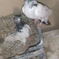 جفت جوانه کله پاکستانی ضمانت هوا میدم