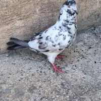 کفتر نر سوسکی پرشی