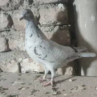 کفتر شهرستانی پلاکی